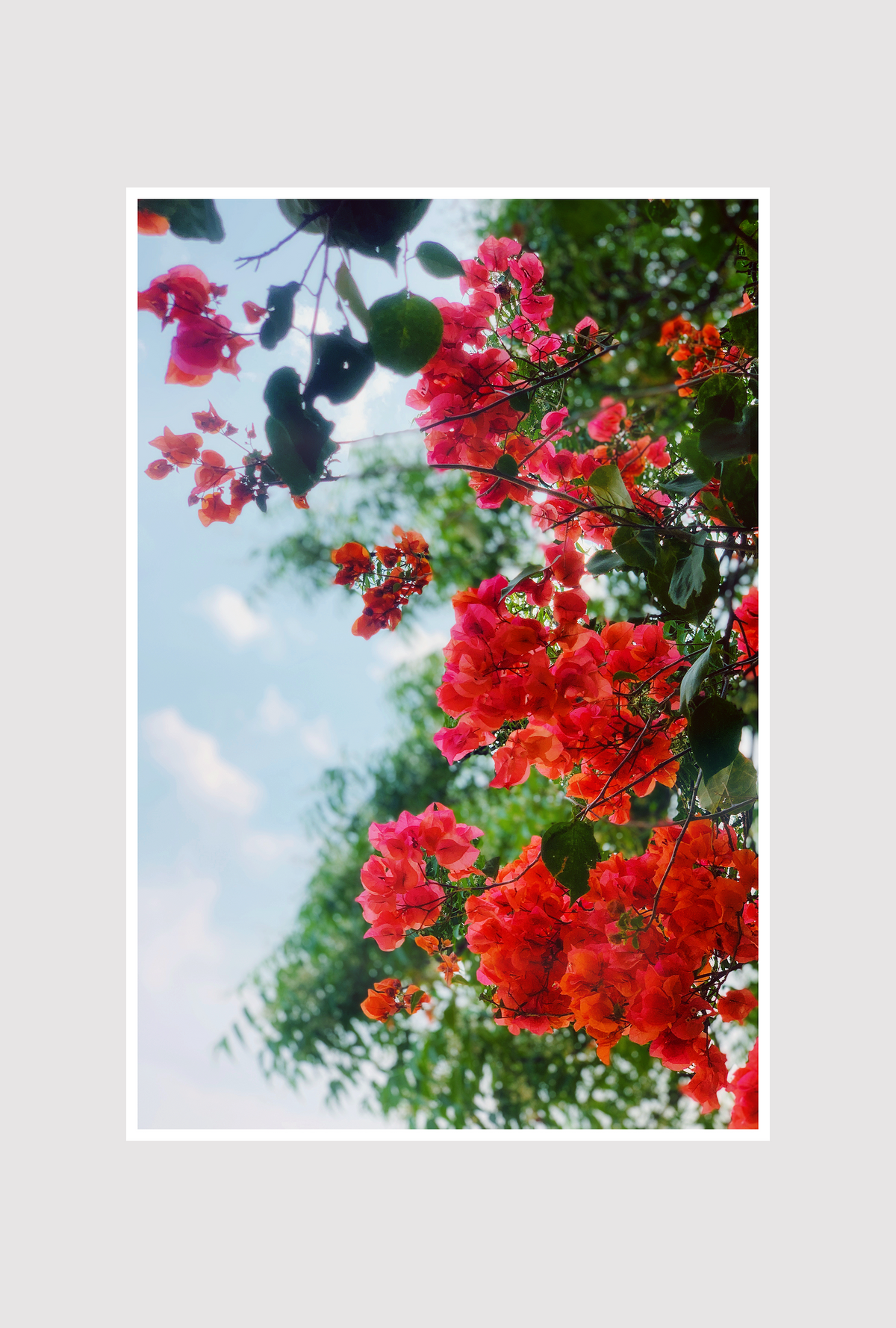 Bloom