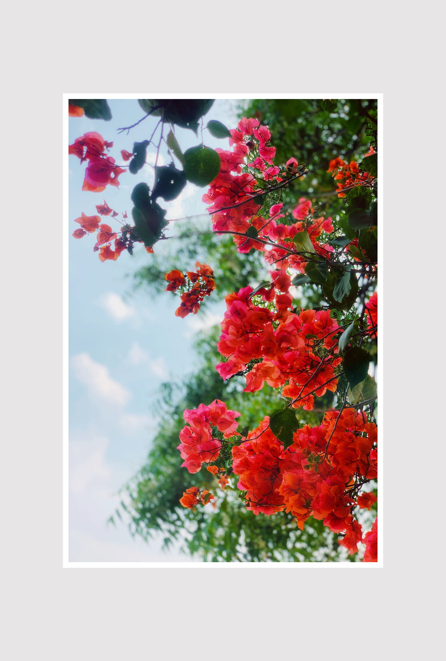Bloom