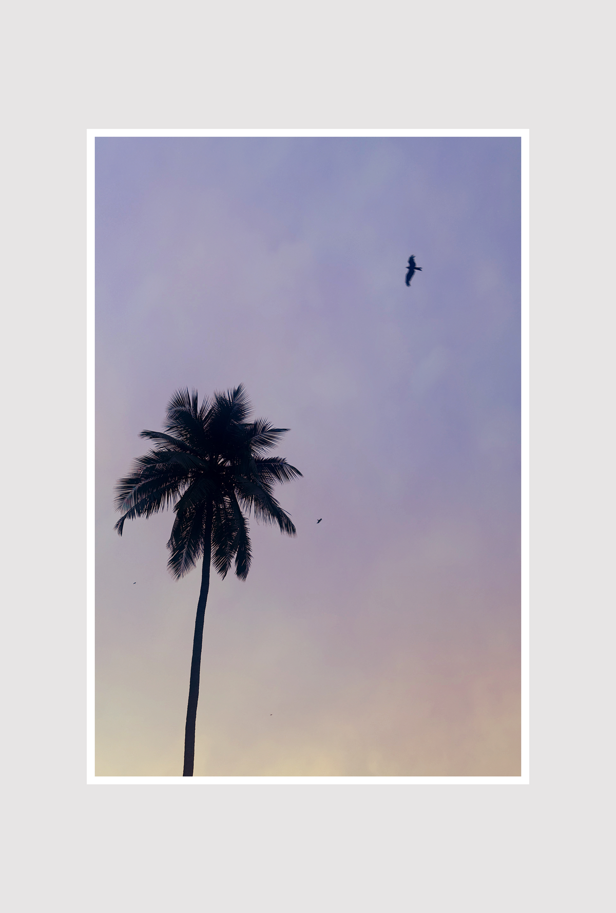 Palm Tree