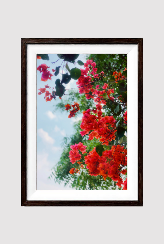 Bloom